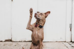 cute dog with its paw in the air